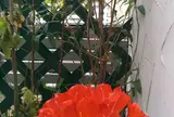 カフェーマル