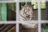 しろとり動物園