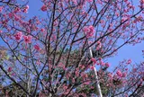 名護中央公園 天上展望台