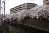 大岡川観音橋