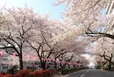 文京区・播磨坂さくら並木がすごい