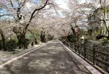 岳温泉 桜坂