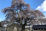 法亀寺の枝垂れ桜