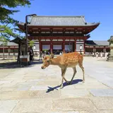 奈良旅行ガイド！人気エリアや見どころ・アクセス情報が満載！