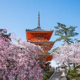 【京都観光】2020年4月はここをチェック！