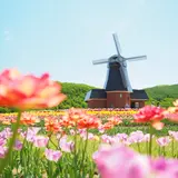 【オランダ観光スポット紹介】風車、チューリップ、チーズ、ミッフィー！おすすめスポットを厳選