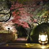 京王百草園の「紅葉まつり」開催！約26,000㎡の広大な園内で格別な眺めは毎年好評
