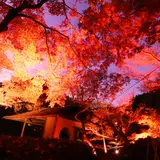 八芳園で日本の紅葉を愉しもう「HAPPO-EN TOKYO RED GARDEN 2018」開催
