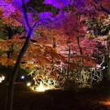 国営武蔵丘陵森林公園で「紅葉見ナイト」開催！首都圏では珍しい20種類の紅葉を鑑賞できる