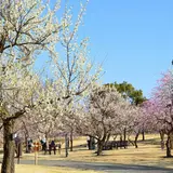 関東最多級！約200品種480本が咲き誇る「梅の花色～繊細な色彩の趣～」開催