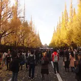 「神宮外苑 いちょう祭り」開催！都心における秋の風物詩を堪能しよう