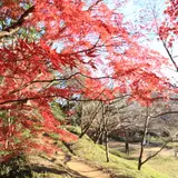 佐倉城址公園とその城下町の紅葉を見に行こう！東京から1時間の散策路