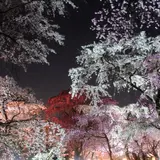 お花見の穴場スポット府立植物園で「桜ライトアップ2019」が開催！約250本の見頃を満喫できる