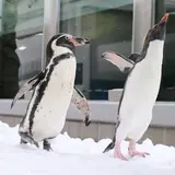 「仙台うみの杜水族館」生まれのペンギンたちが大活躍！展示水槽を飛び出して目の前をペタペタヨチヨチパレード