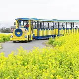 約10万本の菜の花が見頃に！三浦半島にある「長井海の手公園 ソレイユの丘」で一足早い春を鑑賞