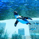 4/17から10日間限定で特別プログラム実施！“世界ペンギンの日”in サンシャイン水族館
