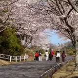 静岡「つま恋」約1,600本の美しい桜が見頃に！限定メニュー・スイーツも期間限定で販売
