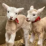 5年ぶりに生まれた可愛すぎる7匹の子羊たち！「堺・緑のミュージアム ハーベストの丘」にて展示中