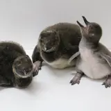 休館中の「すみだ水族館」に3羽仲間入り！マゼランペンギンの赤ちゃんが8年連続で誕生