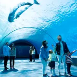 「横浜・八景島シーパラダイス」で安心・安全に夏の水族館を楽しもう！サマースプラッシュフェス開催