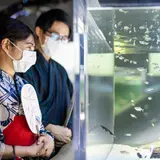 花火模様の魚の展示に縁日ゲームに限定ドリンク！「カワスイ 川崎水族館」で夏祭りイベント開催