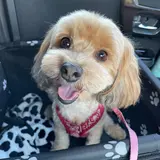 りのたろ