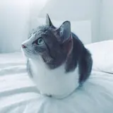 ねむり猫