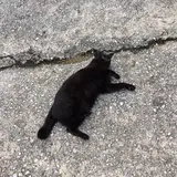 しっぽ