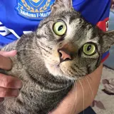 Pero Taro