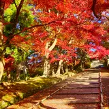 【京都】紅葉をめぐる旅 。2020ver