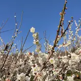 曽我別所梅林