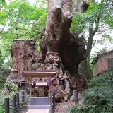 来宮神社の大楠