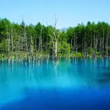 北海道 美瑛 白金 青い池