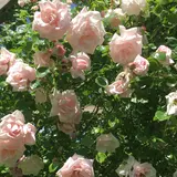 The Rose Garden of Provins