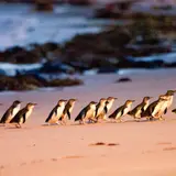 Penguin Parade