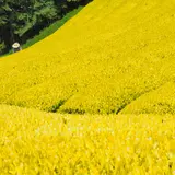 黄金緑の茶畑