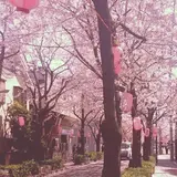 西小山桜並木通り