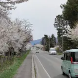 清川 千本桜