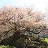 狗鷲桜