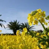 伊良湖菜の花ガーデン