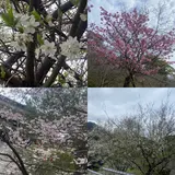 金比羅山