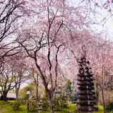 桜守 佐野藤右衛門邸