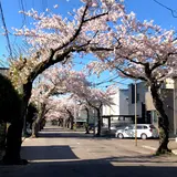 桜ヶ丘通り