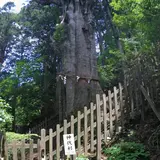 神代杉