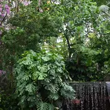 東京都夢の島熱帯植物館