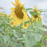 柳川ひまわり園