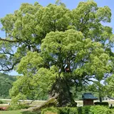 川古の大楠公園