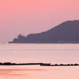 胡蝶蘭