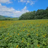 ひまわりGarden