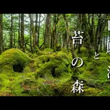 白駒の森